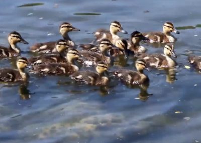 Ducks, Geese and Ducklings